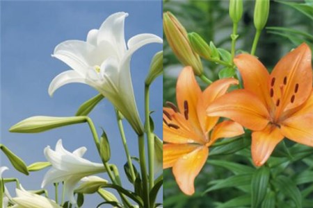 百合和薰衣草哪個好聞，五種好聞的香水你喜歡哪一種