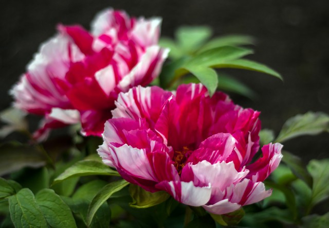 朋友開(kāi)張送什么花合適，這5種寓意美好