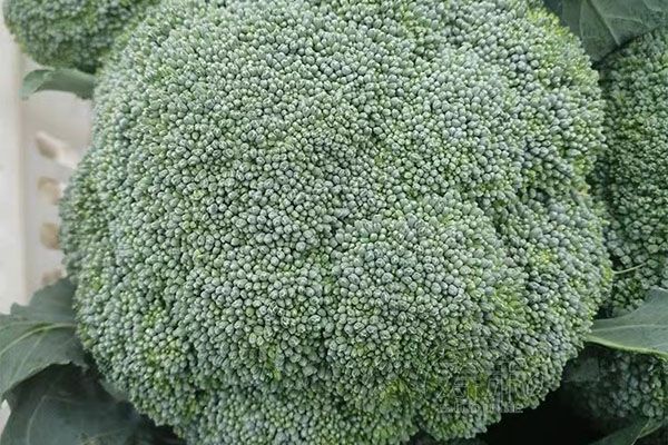 秋季長皮疹吃什么好 哪些食物類型要避免